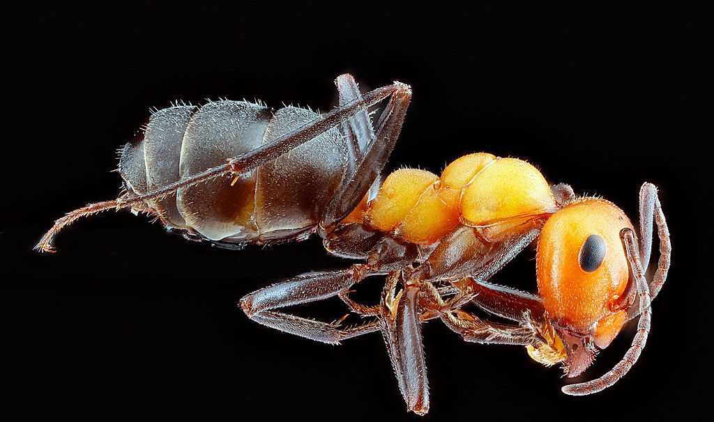 Ant Control service in Yucaipa, CA