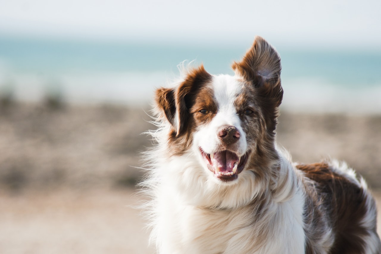 Flea & Tick Control service in Yucaipa, CA