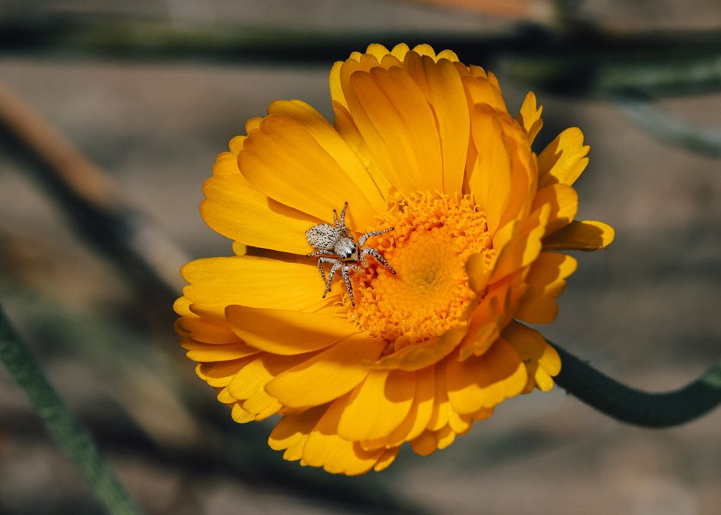 Spider Control service in Yucaipa, CA